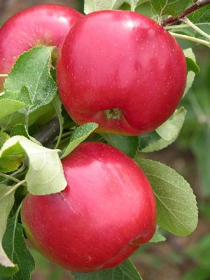Redfree - Apple Varieties